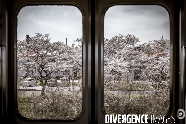 Cerisiers en fleurs au Japon,  tradition culturelle.