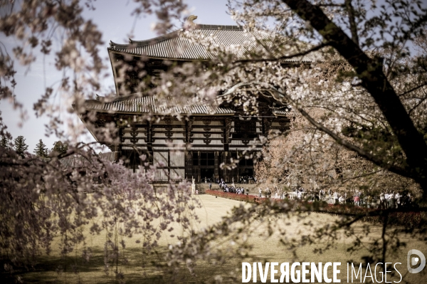 Cerisiers en fleurs au Japon,  tradition culturelle.