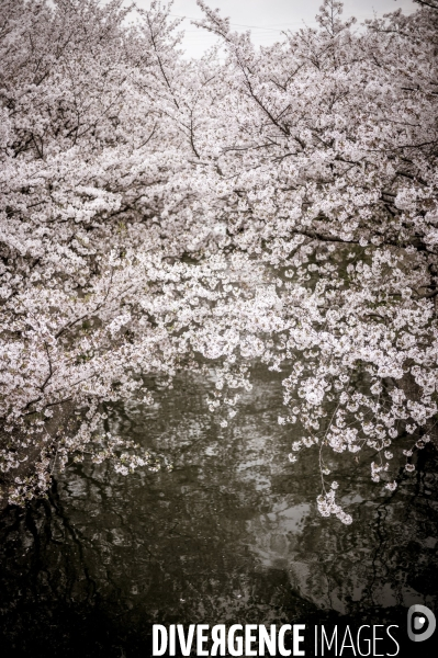 Cerisiers en fleurs au Japon,  tradition culturelle.