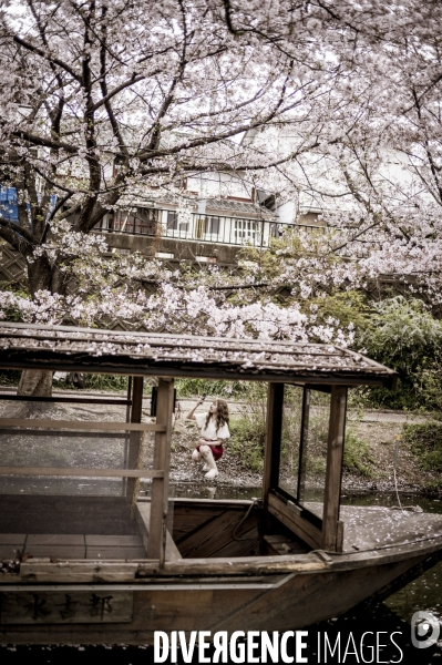 Cerisiers en fleurs au Japon,  tradition culturelle.