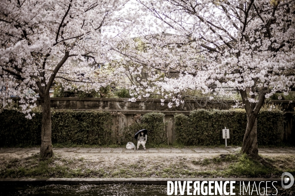 Cerisiers en fleurs au Japon,  tradition culturelle.