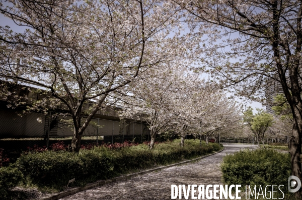 Cerisiers en fleurs au Japon,  tradition culturelle.