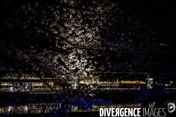 Cerisiers en fleurs au Japon,  tradition culturelle.