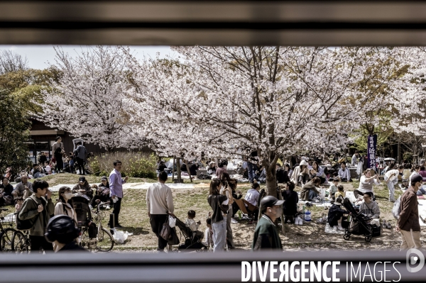 Cerisiers en fleurs au Japon,  tradition culturelle.