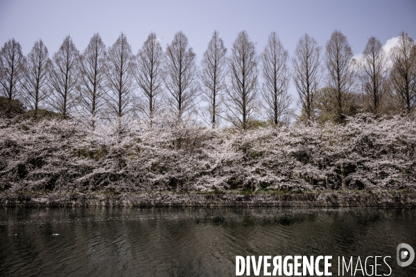 Cerisiers en fleurs au Japon,  tradition culturelle.