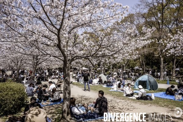Cerisiers en fleurs au Japon,  tradition culturelle.