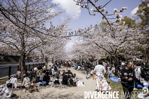 Cerisiers en fleurs au Japon,  tradition culturelle.