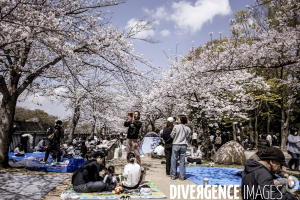 Cerisiers en fleurs au Japon,  tradition culturelle.