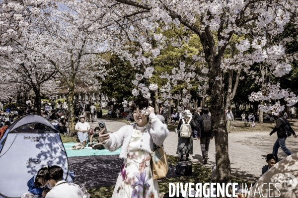 Cerisiers en fleurs au Japon,  tradition culturelle.