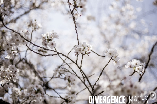 Cerisiers en fleurs au Japon,  tradition culturelle.