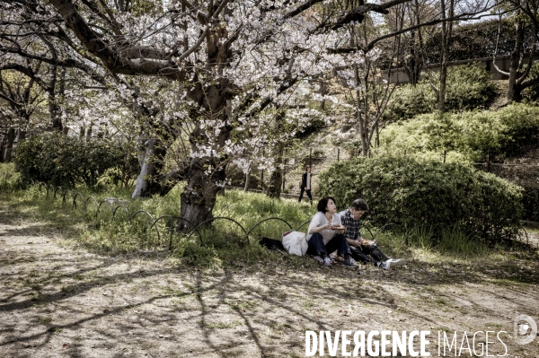 Cerisiers en fleurs au Japon,  tradition culturelle.