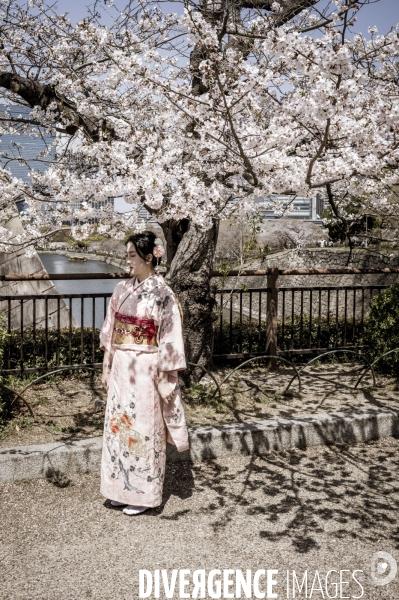 Cerisiers en fleurs au Japon,  tradition culturelle.