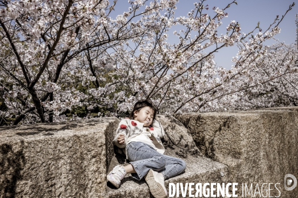 Cerisiers en fleurs au Japon,  tradition culturelle.
