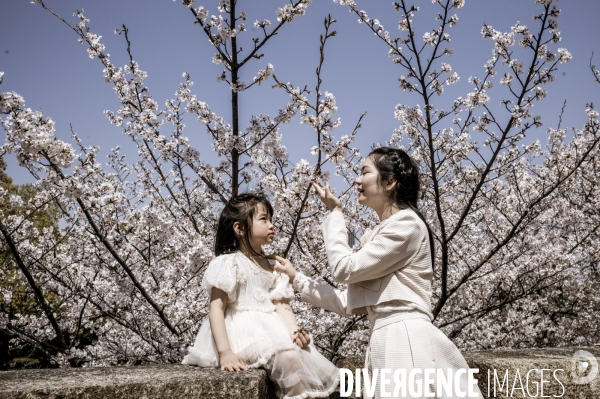 Cerisiers en fleurs au Japon,  tradition culturelle.