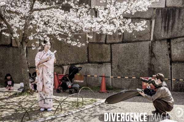 Cerisiers en fleurs au Japon,  tradition culturelle.
