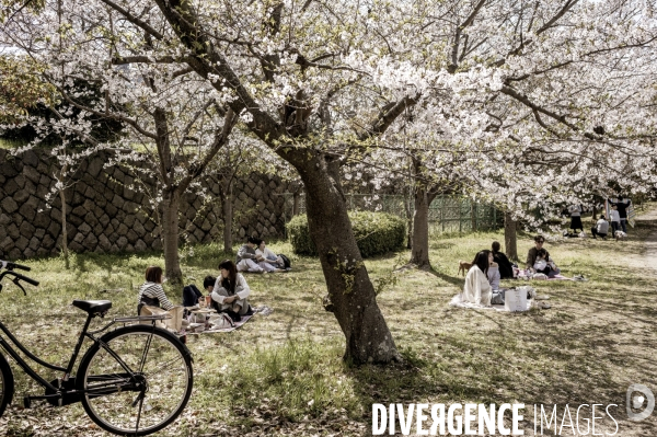 Cerisiers en fleurs au Japon,  tradition culturelle.