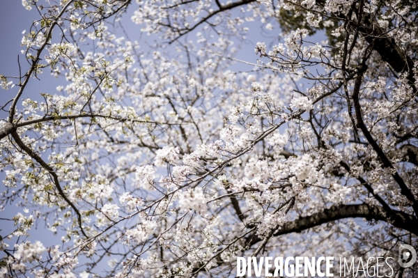 Cerisiers en fleurs au Japon,  tradition culturelle.