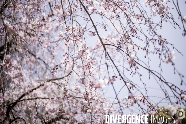 Cerisiers en fleurs au Japon,  tradition culturelle.