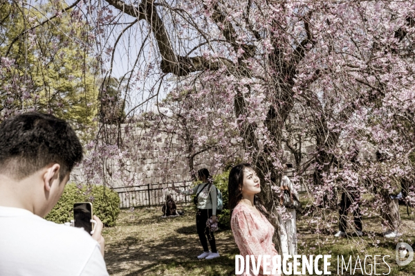 Cerisiers en fleurs au Japon,  tradition culturelle.