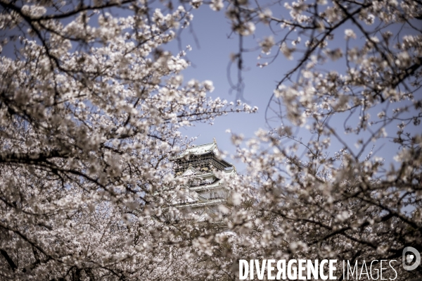 Cerisiers en fleurs au Japon,  tradition culturelle.