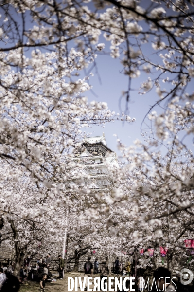 Cerisiers en fleurs au Japon,  tradition culturelle.