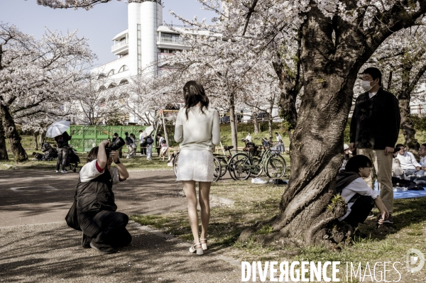 Cerisiers en fleurs au Japon,  tradition culturelle.