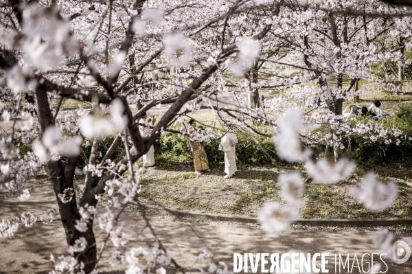 Cerisiers en fleurs au Japon,  tradition culturelle.