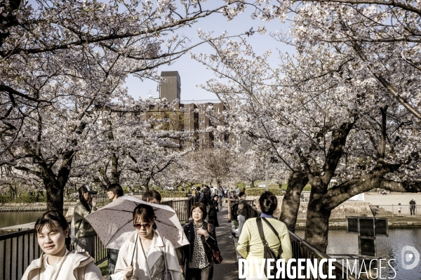 Cerisiers en fleurs au Japon,  tradition culturelle.