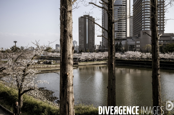 Cerisiers en fleurs au Japon,  tradition culturelle.