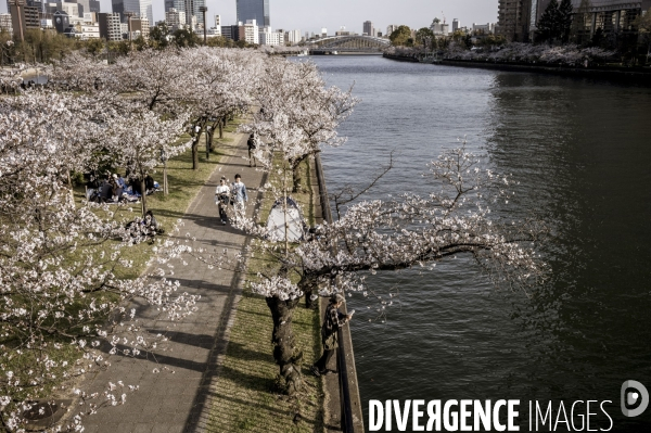 Cerisiers en fleurs au Japon,  tradition culturelle.