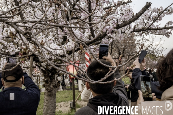 Cerisiers en fleurs au Japon,  tradition culturelle.