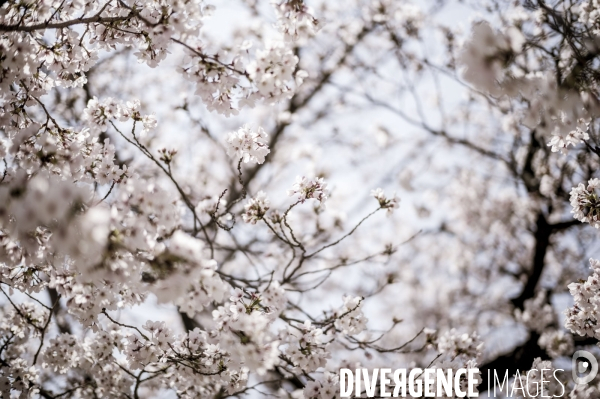 Cerisiers en fleurs au Japon,  tradition culturelle.