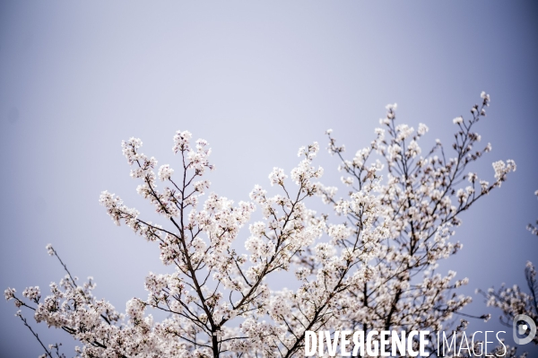 Cerisiers en fleurs au Japon,  tradition culturelle.
