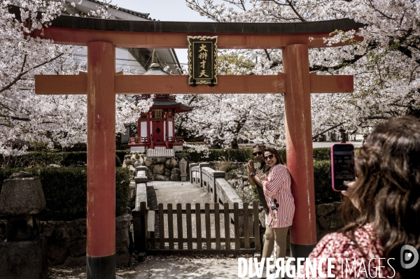 Cerisiers en fleurs au Japon,  tradition culturelle.