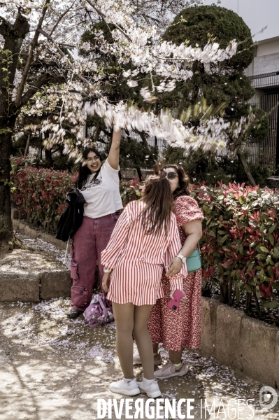 Cerisiers en fleurs au Japon,  tradition culturelle.