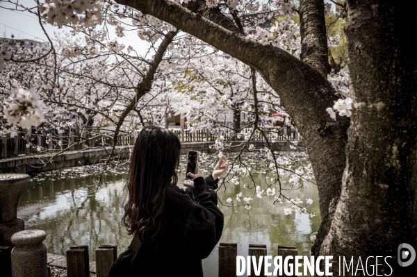 Cerisiers en fleurs au Japon,  tradition culturelle.