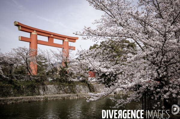 Cerisiers en fleurs au Japon,  tradition culturelle.