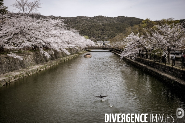 Cerisiers en fleurs au Japon,  tradition culturelle.