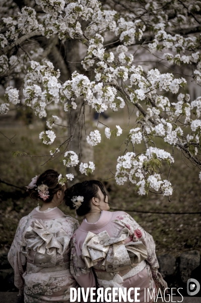 Cerisiers en fleurs au Japon,  tradition culturelle.