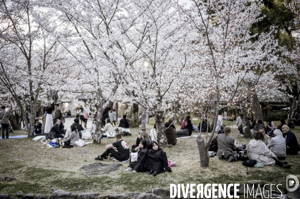 Cerisiers en fleurs au Japon,  tradition culturelle.