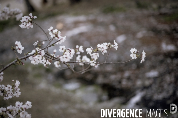 Cerisiers en fleurs au Japon,  tradition culturelle.