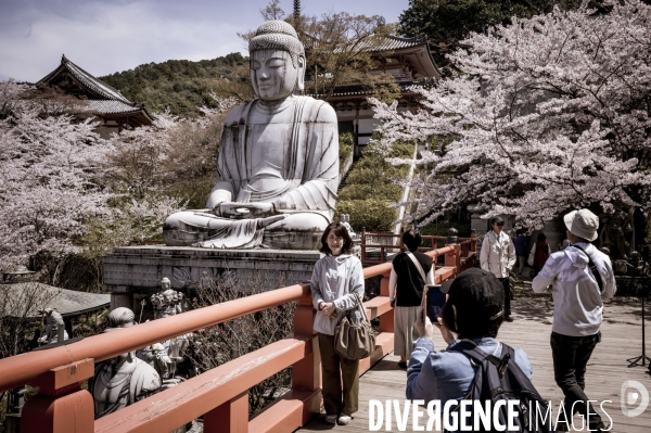 Cerisiers en fleurs au Japon,  tradition culturelle.