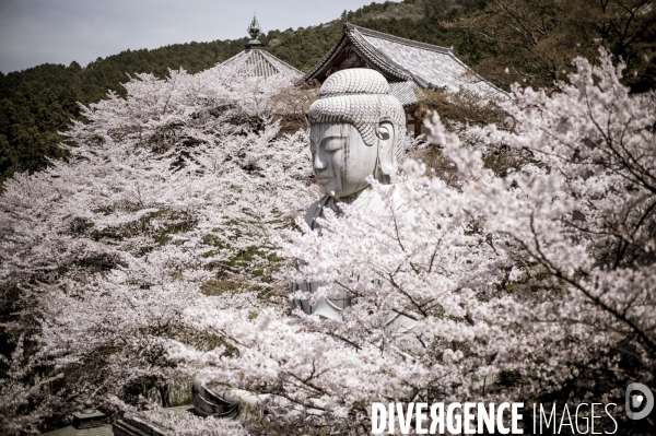 Cerisiers en fleurs au Japon,  tradition culturelle.