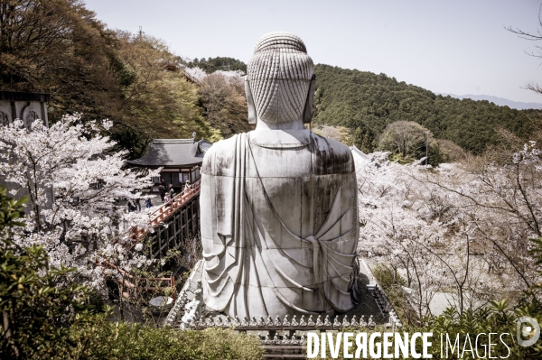 Cerisiers en fleurs au Japon,  tradition culturelle.