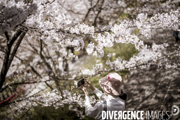 Cerisiers en fleurs au Japon,  tradition culturelle.