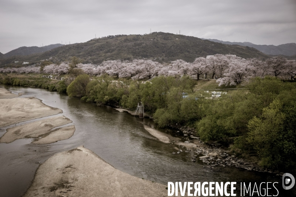 Cerisiers en fleurs au Japon,  tradition culturelle.