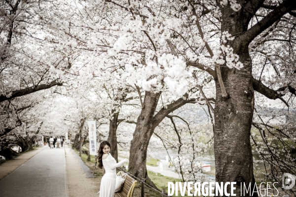 Cerisiers en fleurs au Japon,  tradition culturelle.