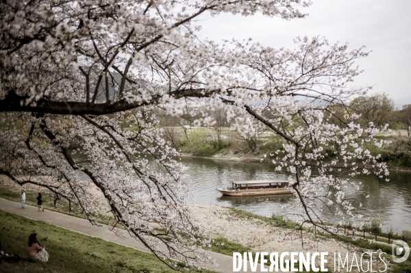 Cerisiers en fleurs au Japon,  tradition culturelle.