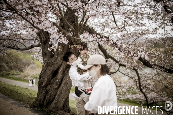 Cerisiers en fleurs au Japon,  tradition culturelle.