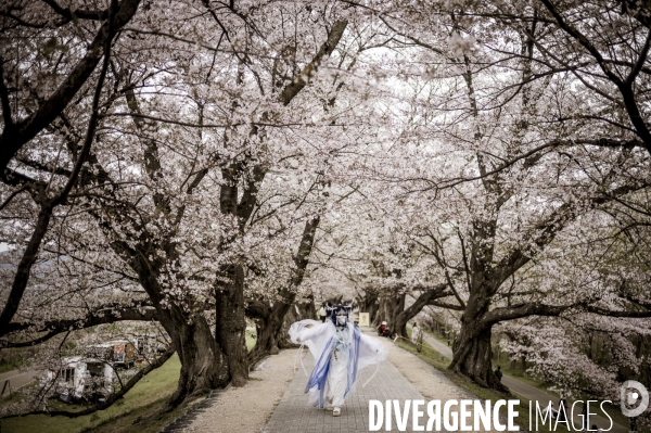 Cerisiers en fleurs au Japon,  tradition culturelle.